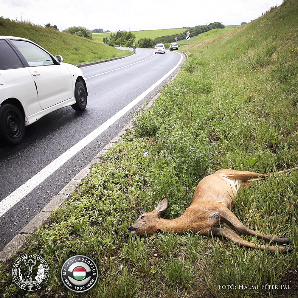 Kezdődik az őzüzekedés, vigyázzunk az utakon!