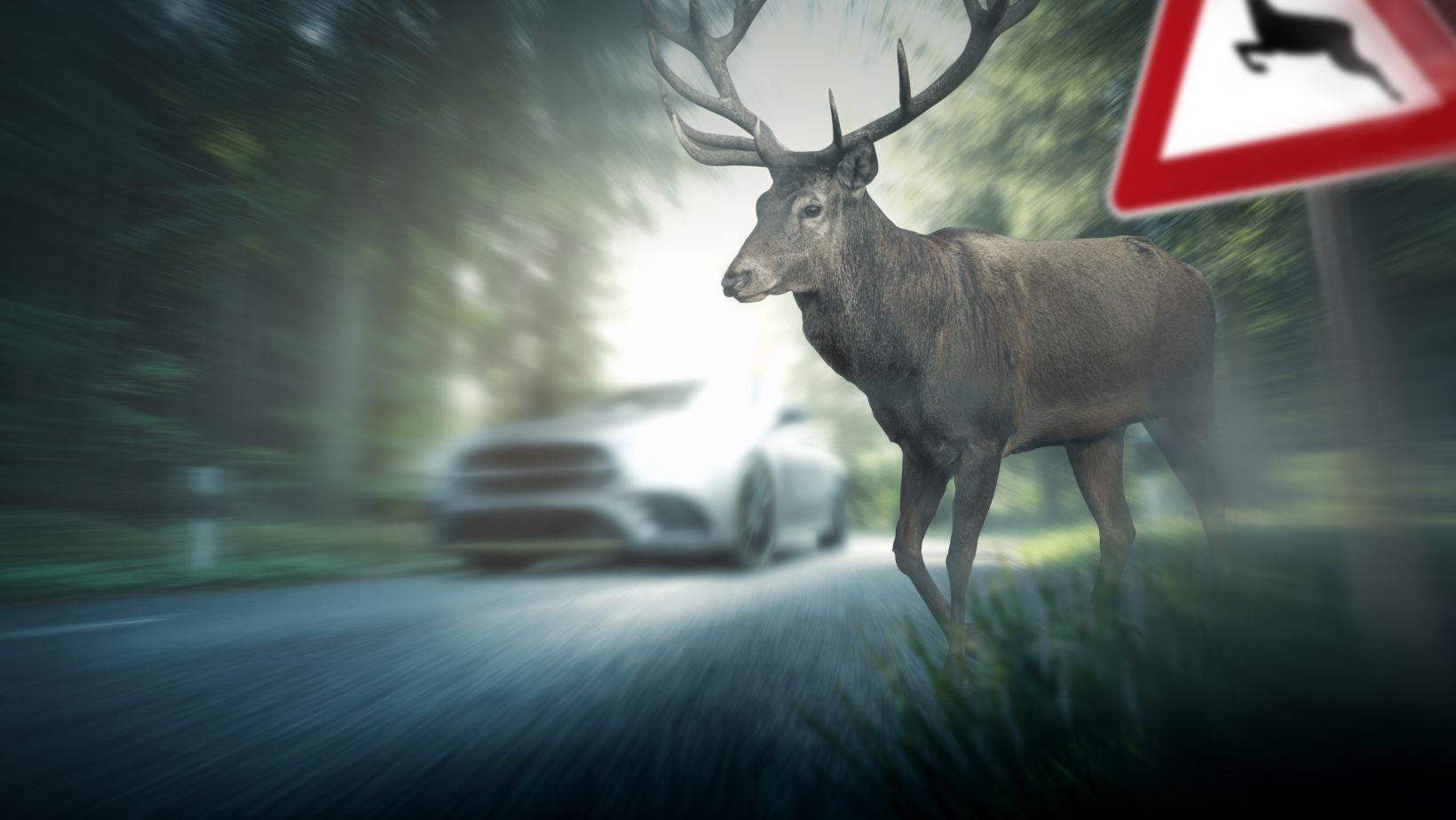 Közlemény a vadelütések, valamint M1-es autópályán történt tömegbaleset kapcsán